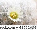 White flower of Mammillaria Plumosa, Cactus 49561896