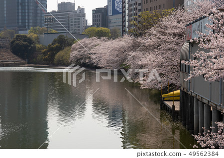 Spring feature cherry blossoms Spring feature cherry blossoms 49562384