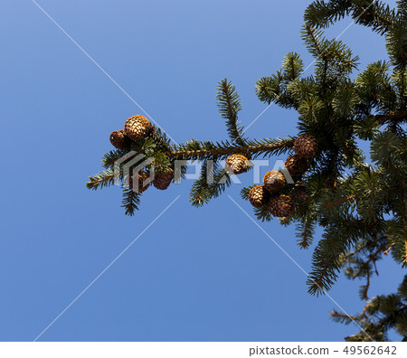 spruce branches spruce branches 49562642