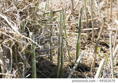 stubble rape stubble rape 49562676