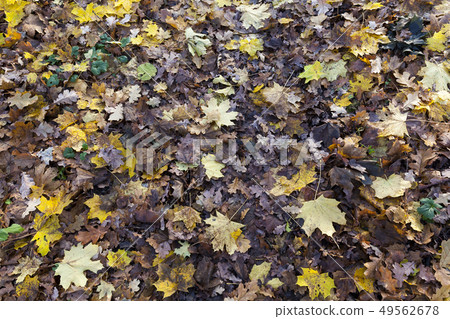 Fall foliage Fall foliage 49562678