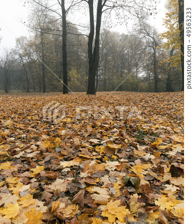 Cloudy weather in the autumn forest Cloudy weather in the autumn forest 49563233