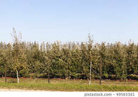Orchard falling apples 49563381