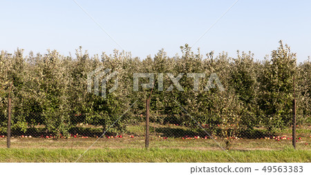 Fallen apples Fallen apples 49563383