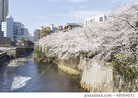 櫻花在東京目黑河 櫻花在東京目黑河 49564031