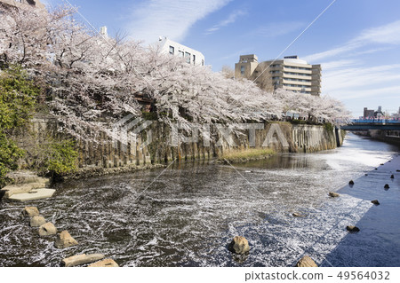 櫻花在東京目黑河 櫻花在東京目黑河 49564032