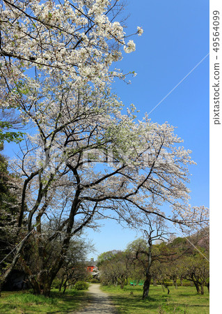 Koishikawa Botanical Garden Sakura和東京大學研究博物館,小石川分店(4月)東京文京區 Koishikawa Botanical Garden Sakura和東京大學研究博物館,小石川分店(4月)東京文京區 49564099