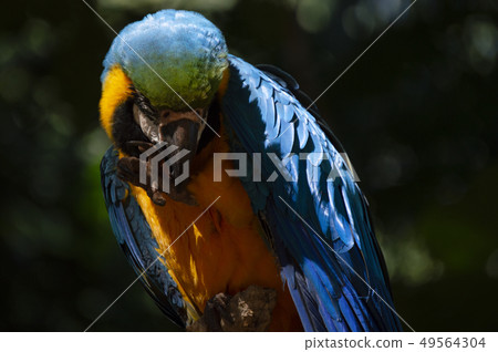 Blue-and-yellow macaw close-up 49564304