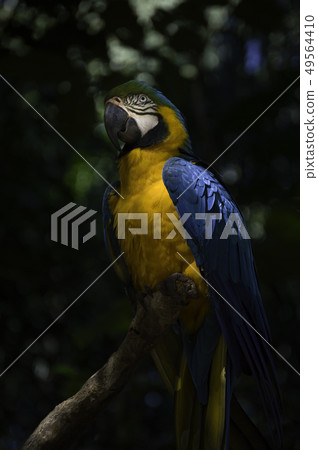 Blue-and-yellow macaw close-up 49564410