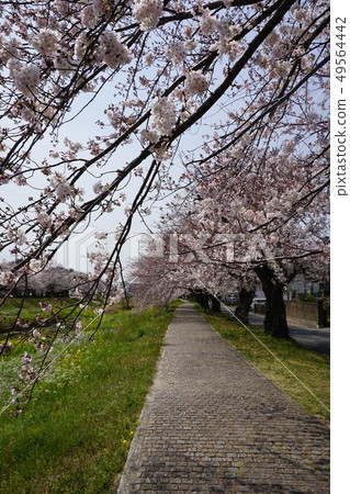 櫻花隧道 櫻花隧道 49564442