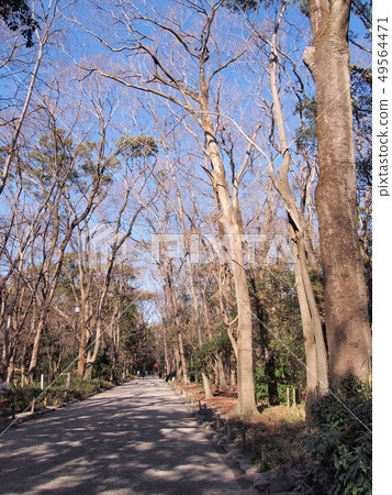 Kyoto Shimogamo-jinja Shrine Kashiwa-no-mori Approach Kyoto Shimogamo-jinja Shrine Kashiwa-no-mori Approach 49564471