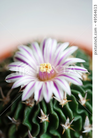 Beautiful cactus Ryuken Maru 49564613