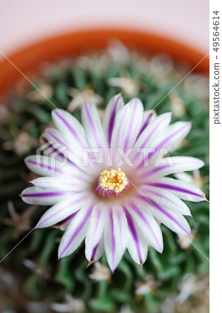 Beautiful cactus Ryuken Maru Beautiful cactus Ryuken Maru 49564614