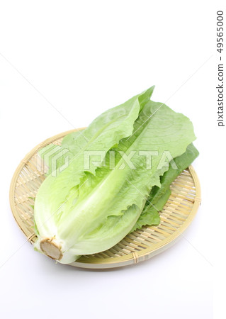Romaine lettuce 49565000