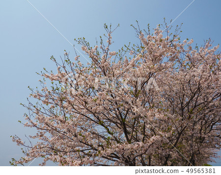 春天的形象(櫻花) 春天的形象(櫻花) 49565381