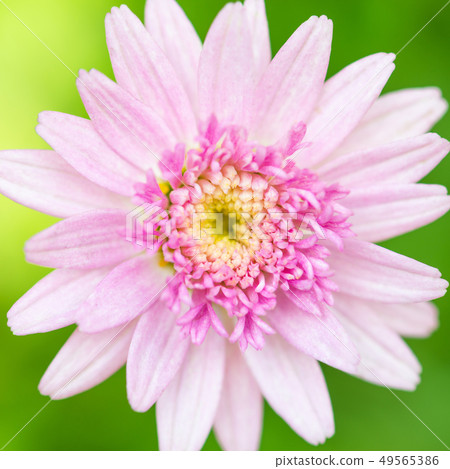 Pink marigold flower Pink marigold flower 49565386