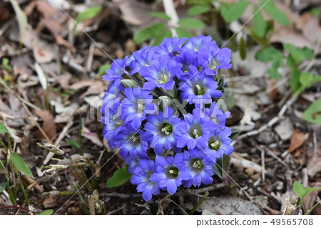 野草 49565708