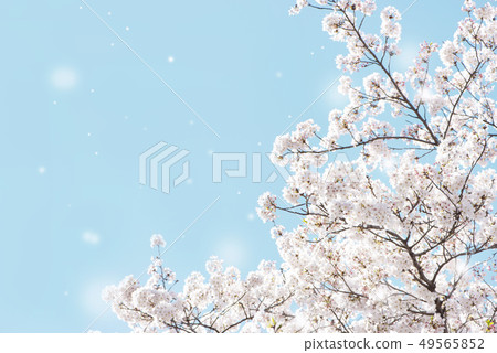 Cherry blossoms cherry snowstorm full bloom blue sky Cherry blossoms cherry snowstorm full bloom blue sky 49565852