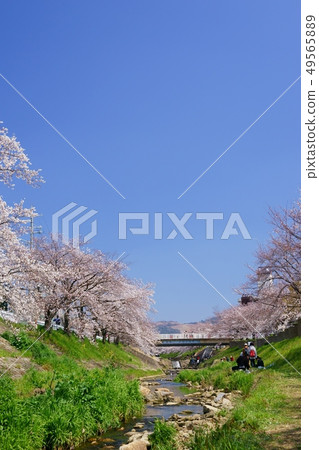 春天烏拉拉·奈良薩霍櫻花10 49565889