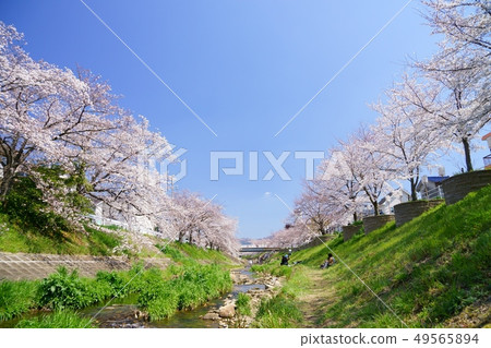 Kawabe·Spring Urara·Sabo 6 49565894