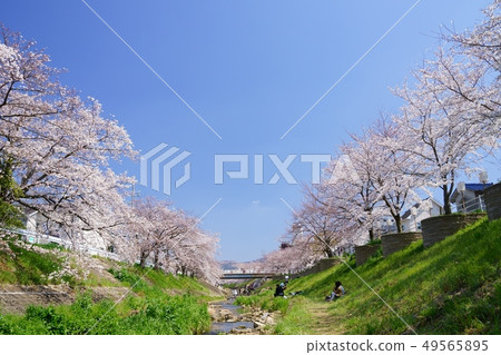 川邊/春季浦拉/薩博7 49565895