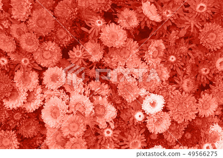 Coral pink toned background of aster flower heads Coral pink toned background of aster flower heads 49566275