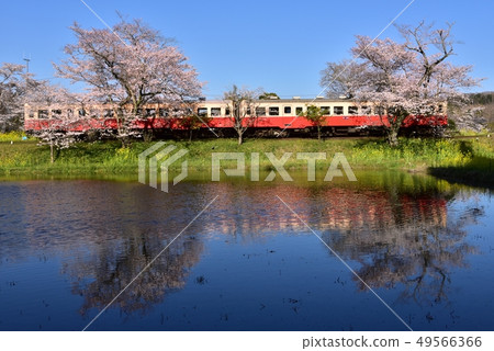 Chiba Prefecture, Spring Kojima Railway Iise Station and Sakura 49566366