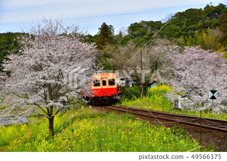 千葉縣,春天小島鐵路伊勢站 千葉縣,春天小島鐵路伊勢站 49566375