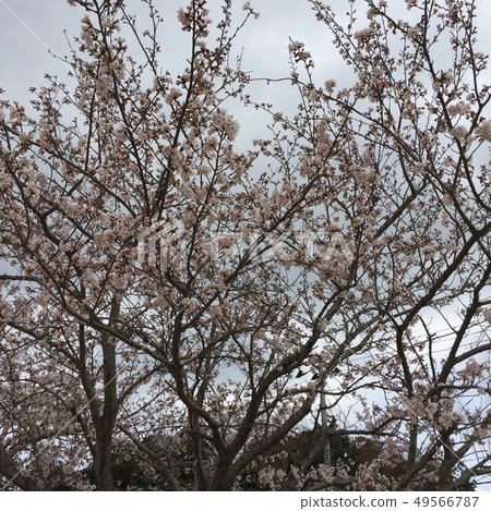 Full of cherry blossoms Full of cherry blossoms 49566787