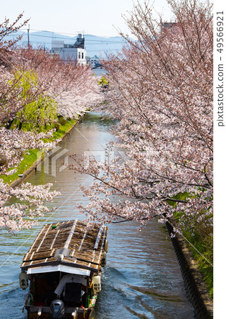 京都伏見吉什特和櫻花 49566921