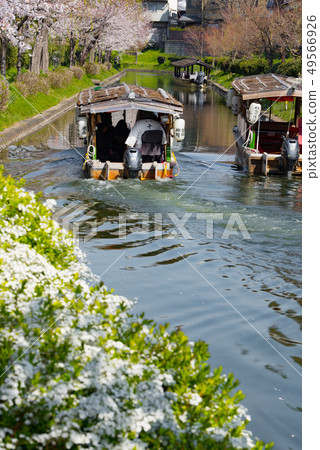 京都伏見吉什特和櫻花 49566926