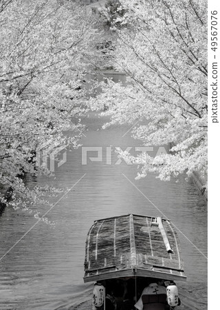 (Sepia) Kyoto Fushimi Jishitei and cherry blossoms 49567076