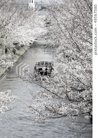 (Sepia) Kyoto Fushimi Jishitei and cherry blossoms 49567080