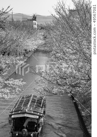 (Sepia) Kyoto Fushimi Jishitei and cherry blossoms (Sepia) Kyoto Fushimi Jishitei and cherry blossoms 49567081