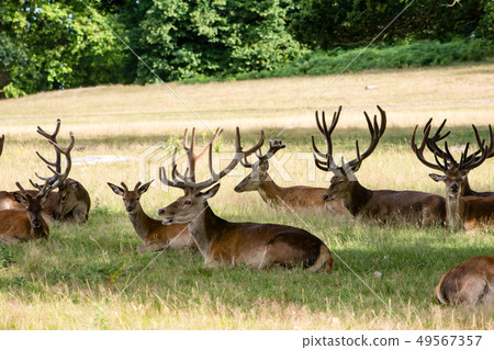 Sitting on the lawn and having a rest At Richmond Park, England 49567357