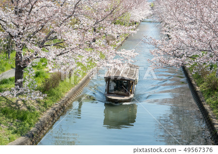 京都伏見吉什特和櫻花 49567376