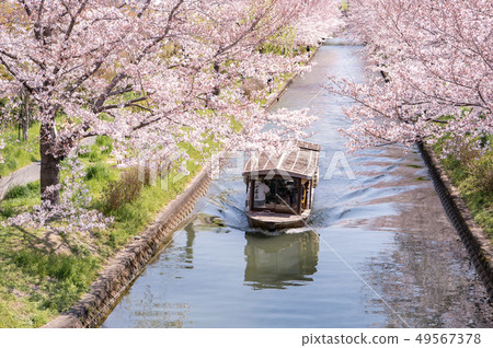Kyoto Fushimi Jishitei and Cherry blossoms Kyoto Fushimi Jishitei and Cherry blossoms 49567378