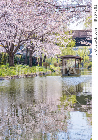 Kyoto Fushimi Jishitei and Cherry blossoms 49567381