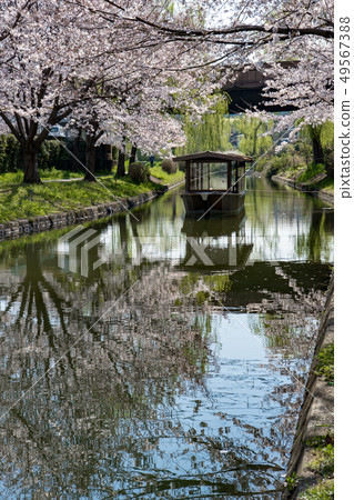 京都伏見吉什特和櫻花 49567388