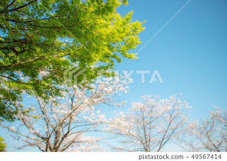 Competition of the beauty of fresh green and cherry blossoms Spring leaves and Somei Yoshino 49567414