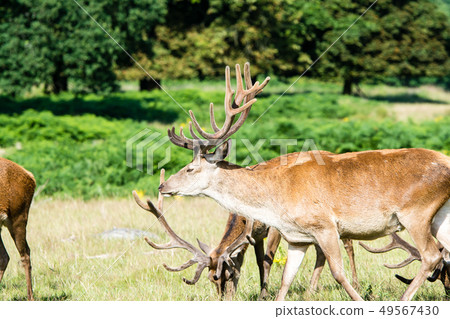A Walk on the Lawn at Richmond Park, England 49567430