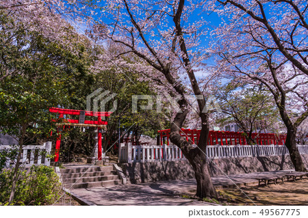 (靜岡縣)被批准為伊豆半島地質公園的柏石稻荷神社的季節。 (靜岡縣)被批准為伊豆半島地質公園的柏石稻荷神社的季節。 49567775