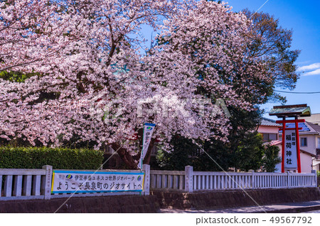 （靜岡縣）被批准為伊豆半島地質公園的柏石稻荷神社的季節。 49567792