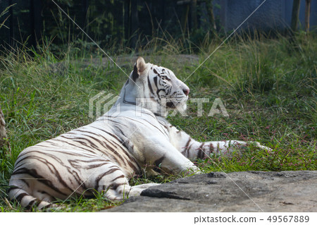 白虎白虎在動物園裡 49567889