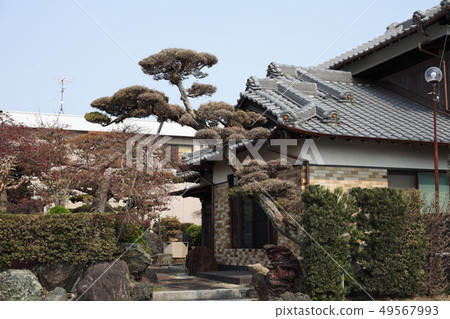 松樹吃的一棵樹 49567993