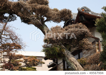 松樹吃的一棵樹 49567994