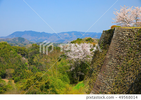 武田市的春天櫻花盛開 49568014