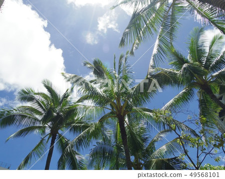 Hawaii's blue sky 49568101