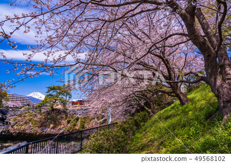 (Shizuoka Prefecture) A waterfall of Nagaizumi-cho A season of cherry blossoms 49568102