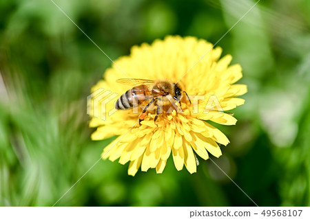 Honeybee in dandelion 49568107